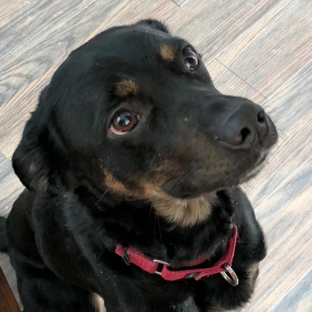 Enlarge Benedict, a Adoptable mixed breed in Peculiar, MO image 6/6