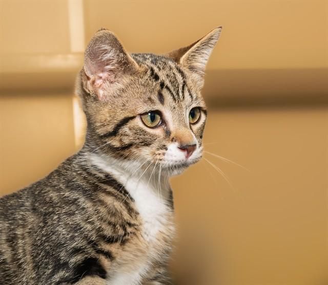 MADDY, Adoptable, Kitten Female Domestic Short Hair.