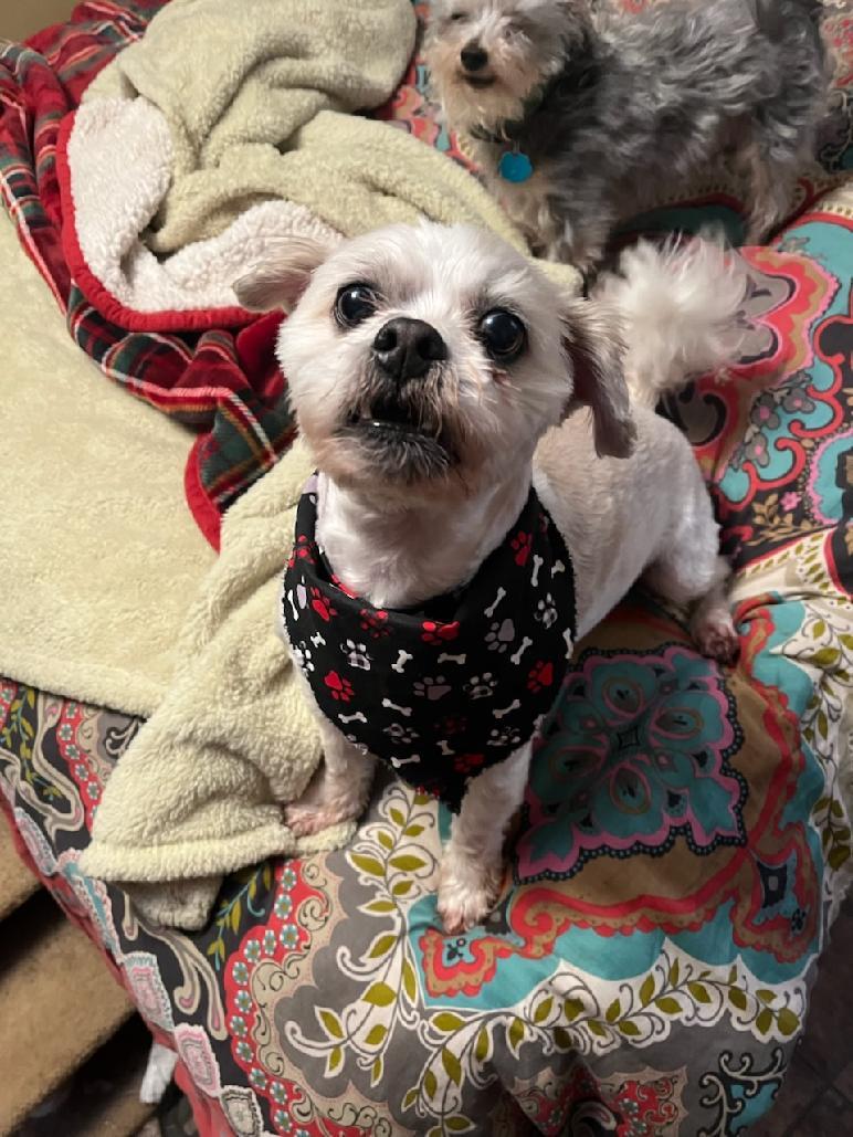 Enlarge Ted Bear, a ADOPTABLE mixed breed in Union Grove, WI image 2/2