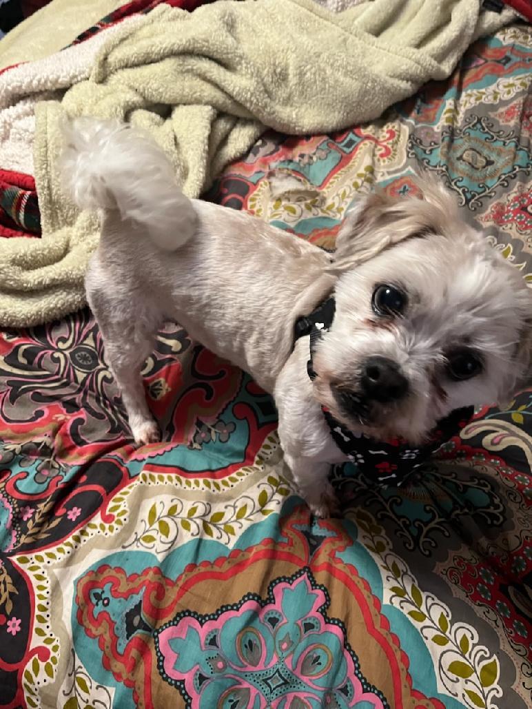 Ted Bear, ADOPTABLE, Adult Male Maltese & Shih Tzu.
