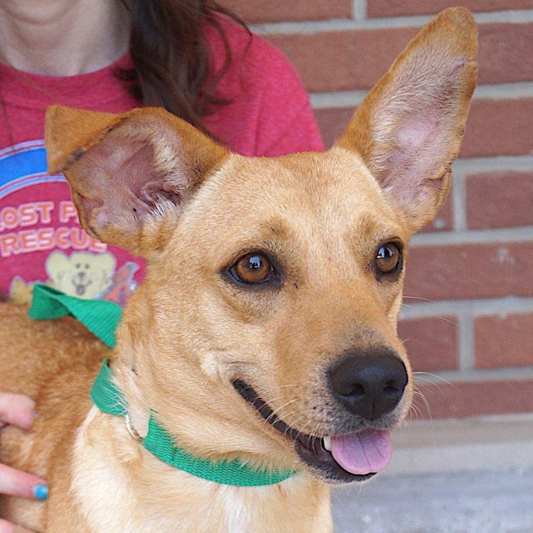 Erica, ADOPTABLE, Adult Female Dachshund.