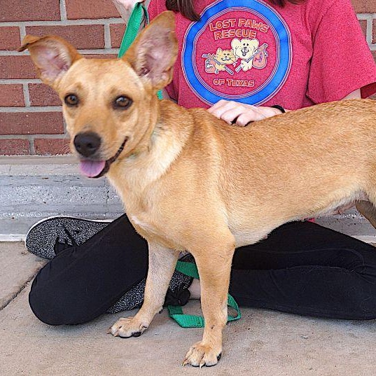 Enlarge Erica, a ADOPTABLE mixed breed in Carrollton, TX image 3/3