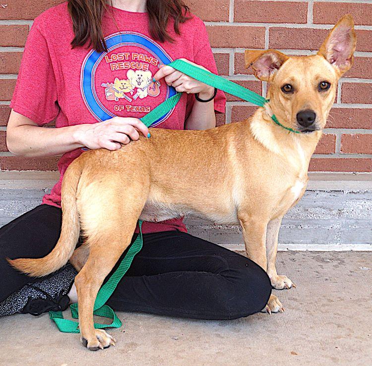 Enlarge Erica, a ADOPTABLE mixed breed in Carrollton, TX image 2/3