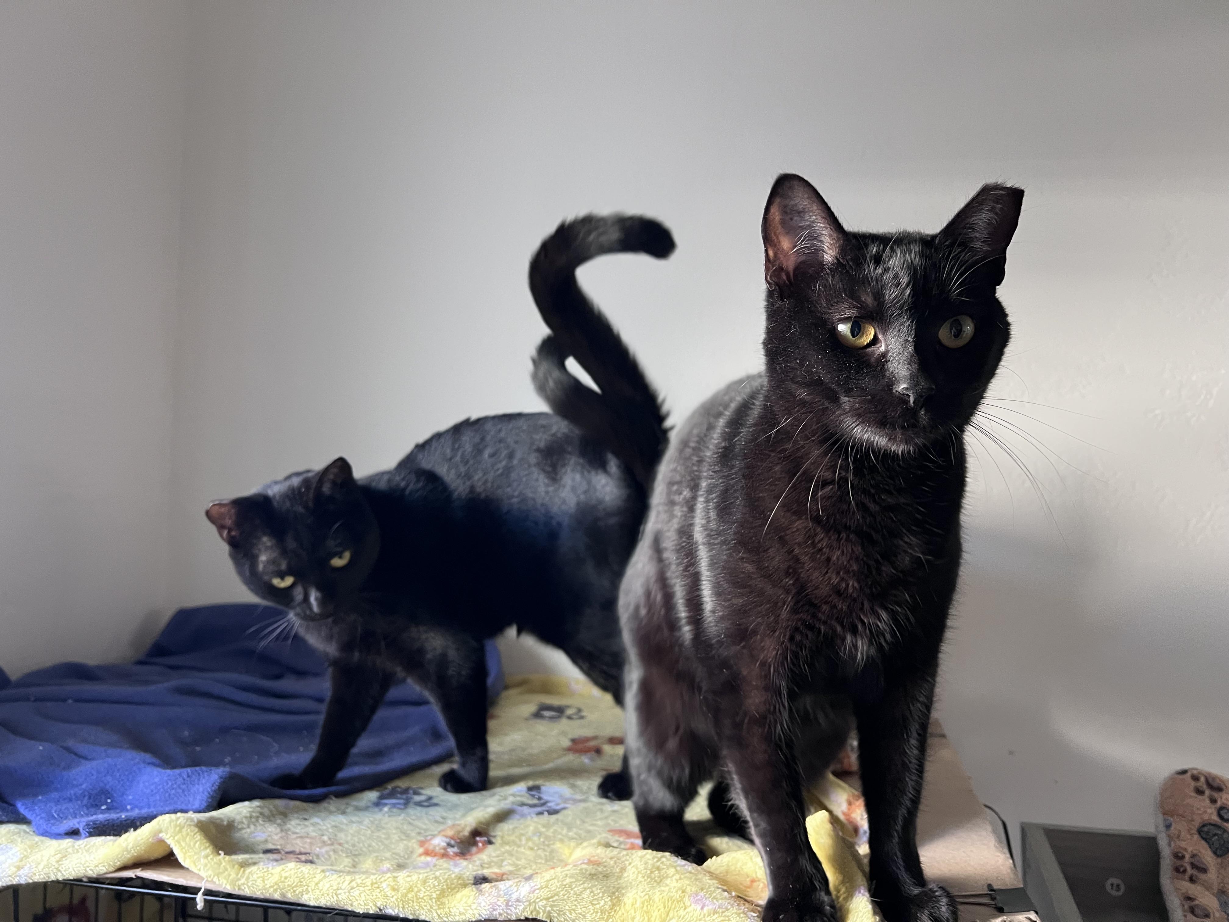 Mavis, Adoptable, Adult Female Domestic Short Hair.