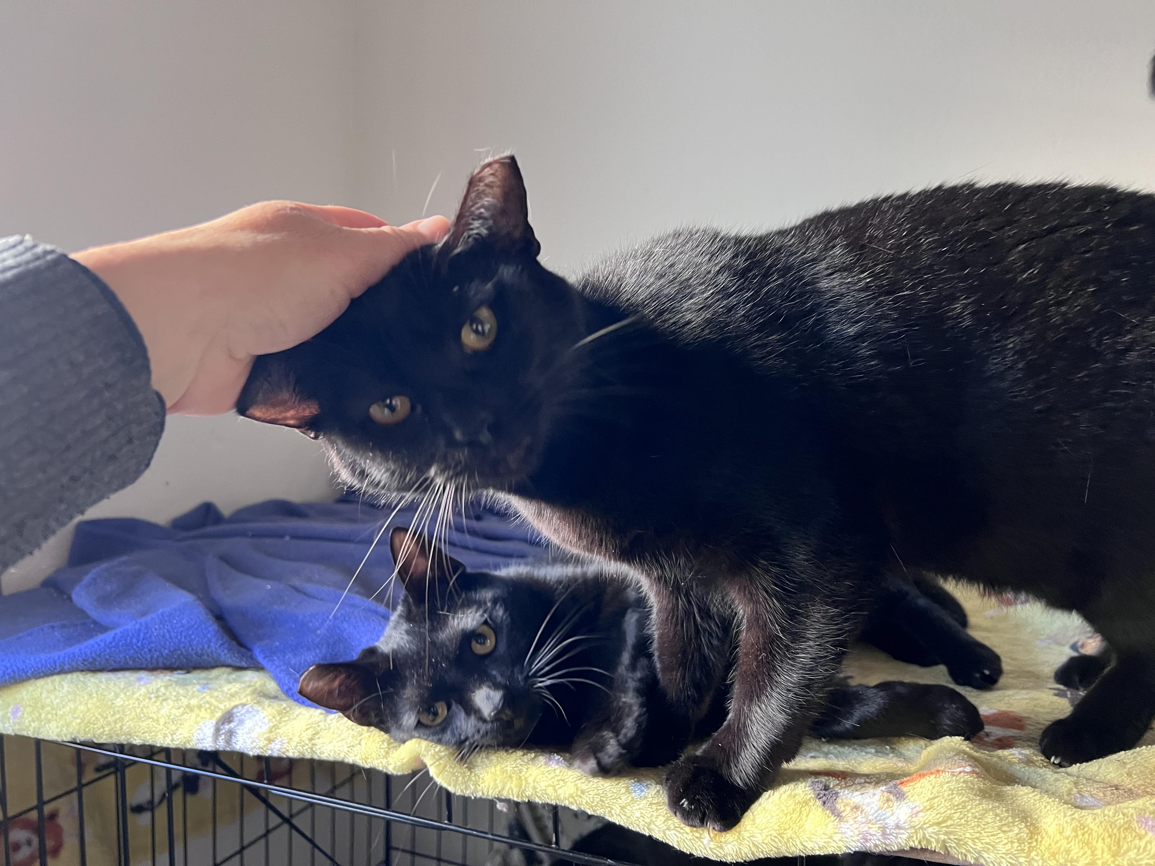 Enlarge Mavis, a Adoptable mixed breed in Vallejo, CA image 2/5