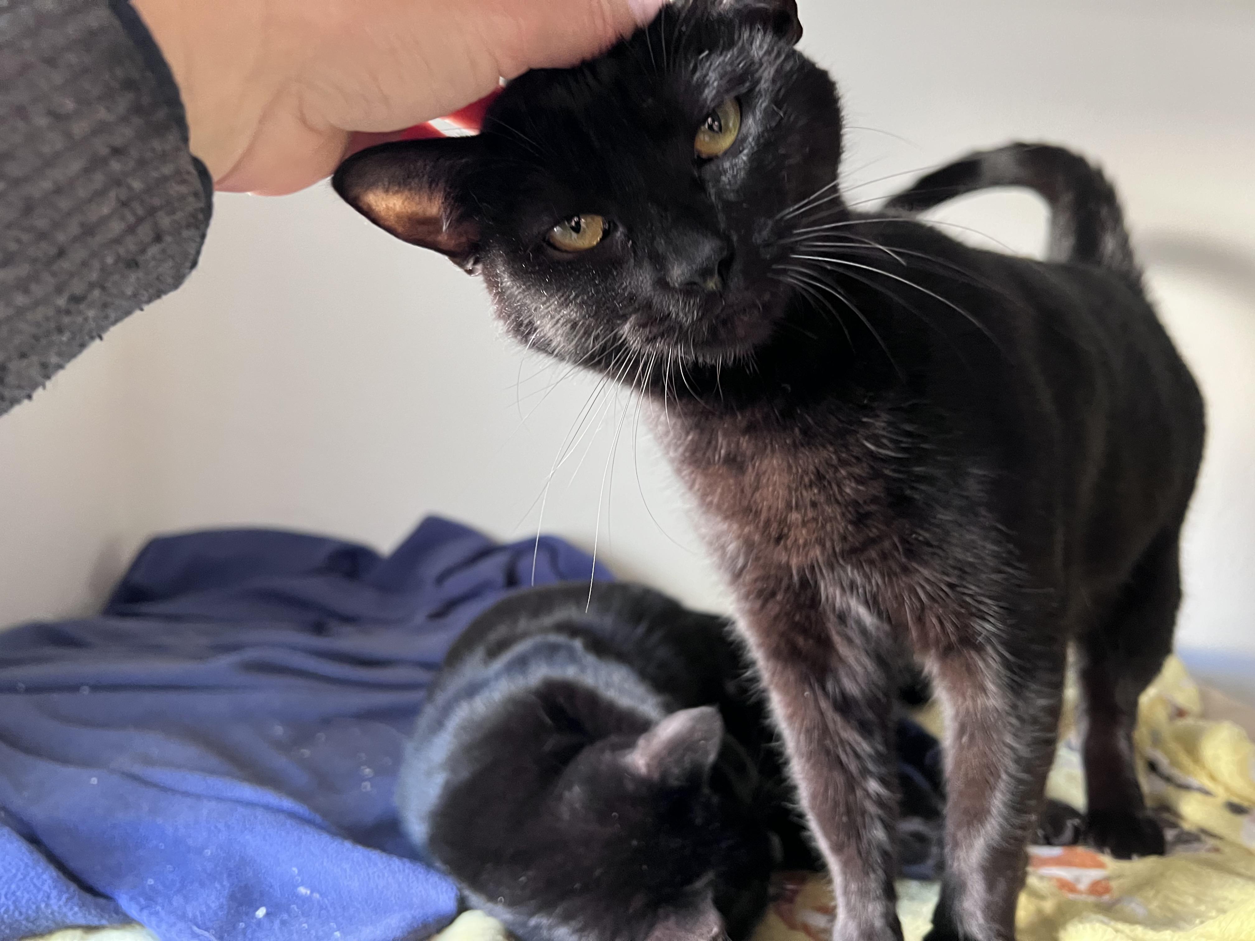 Enlarge Mavis, a Adoptable mixed breed in Vallejo, CA image 3/5