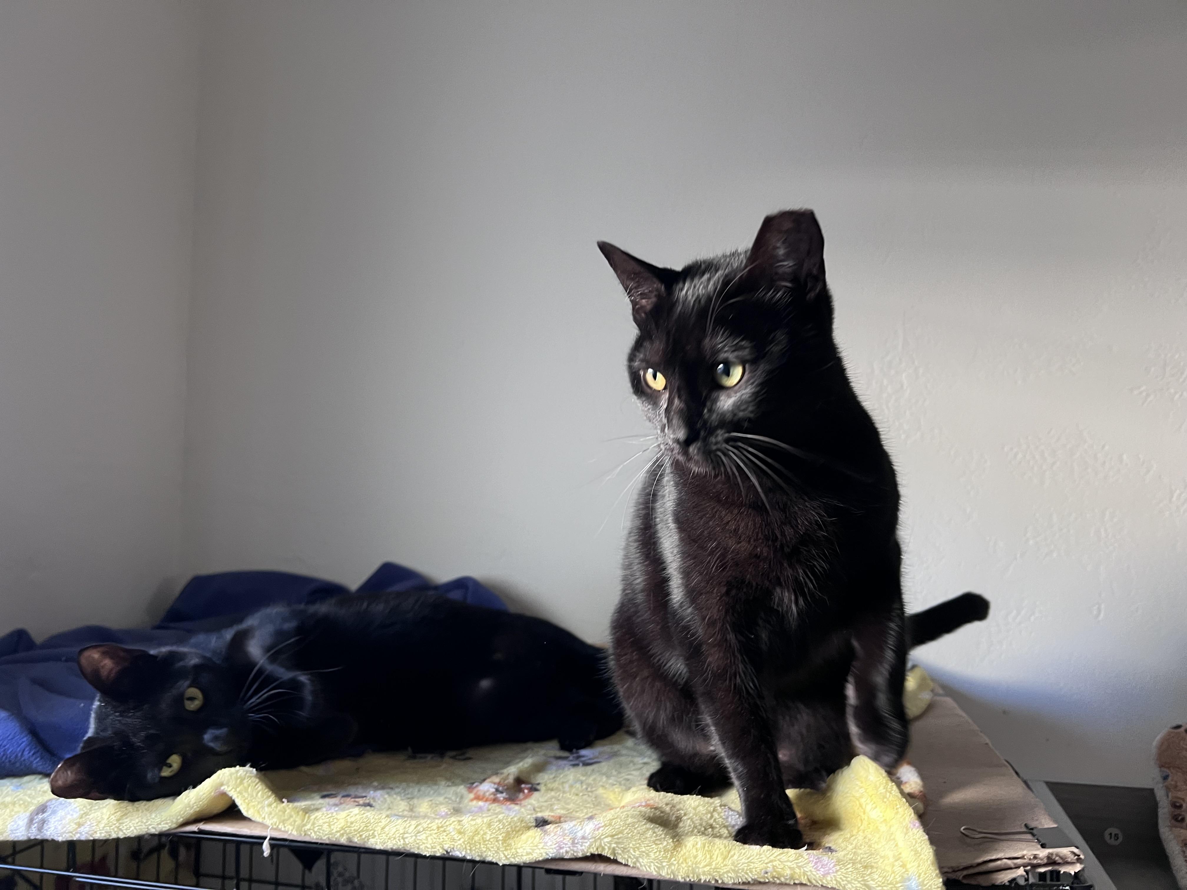 Enlarge Mavis, a Adoptable mixed breed in Vallejo, CA image 4/5