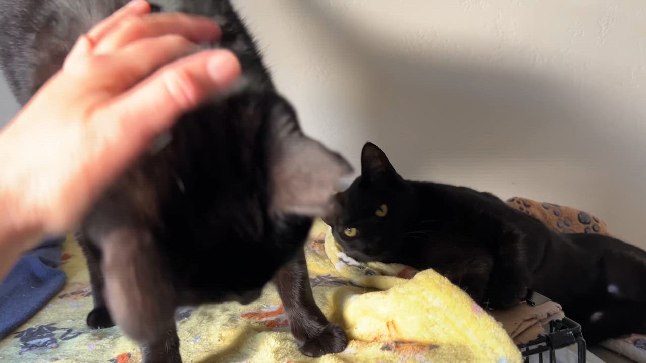 Enlarge Mavis, a Adoptable mixed breed in Vallejo, CA video 5/5