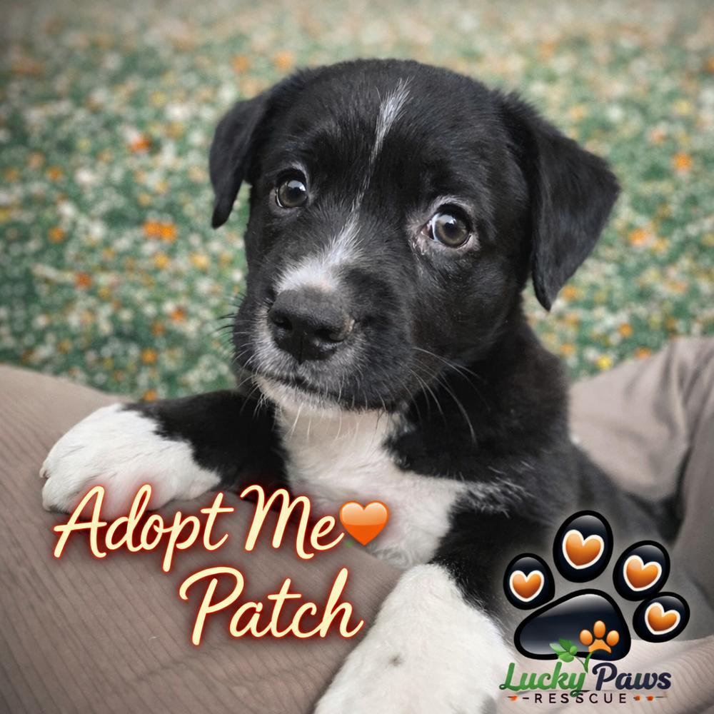 Spring Litter:  Patch, Adoptable, Puppy Male Shepherd & Terrier.