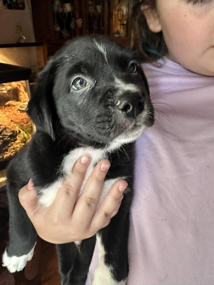 Enlarge Spring Litter:  Patch, a Adoptable mixed breed in Sumter, SC image 2/6