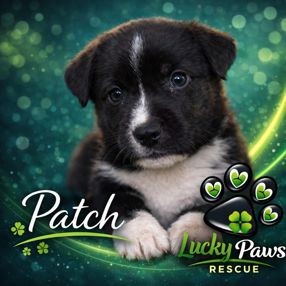 Enlarge Spring Litter:  Patch, a Adoptable mixed breed in Sumter, SC image 1/6