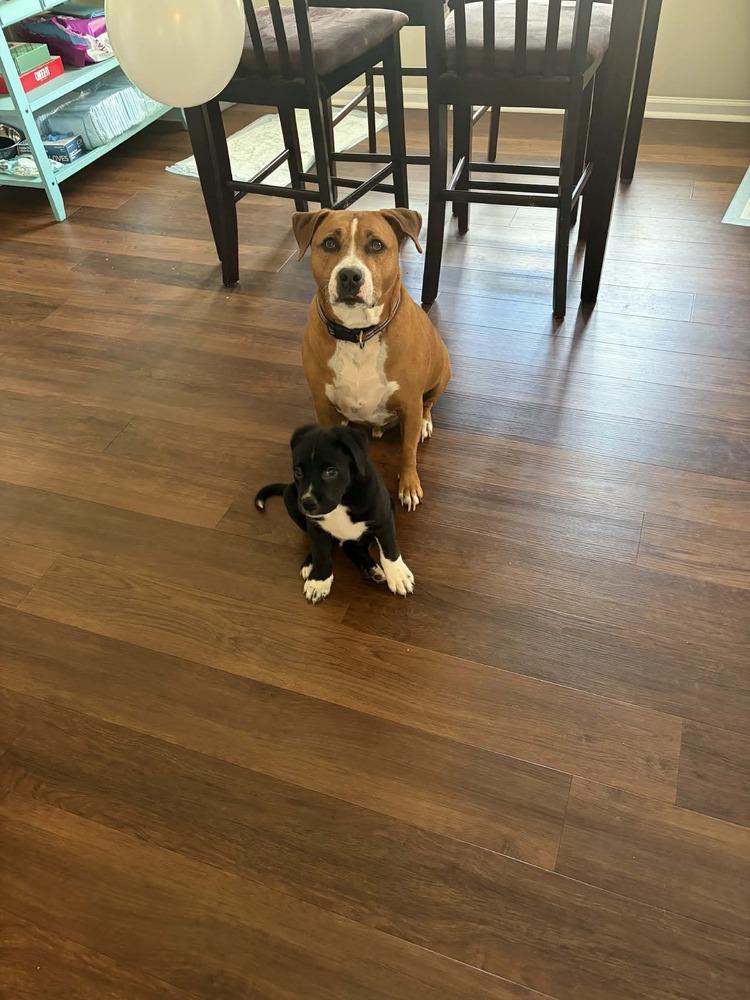 Enlarge Spring Litter:  Patch, a Adoptable mixed breed in Sumter, SC image 3/6