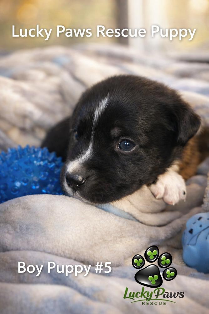 Enlarge Spring Litter:  Patch, a Adoptable mixed breed in Sumter, SC image 2/6