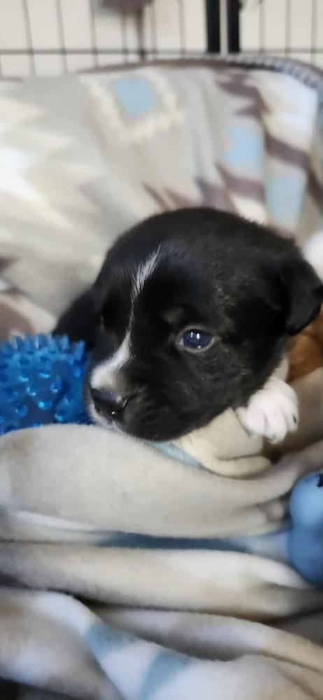 Enlarge Spring Litter:  Patch, a Adoptable mixed breed in Sumter, SC image 3/6