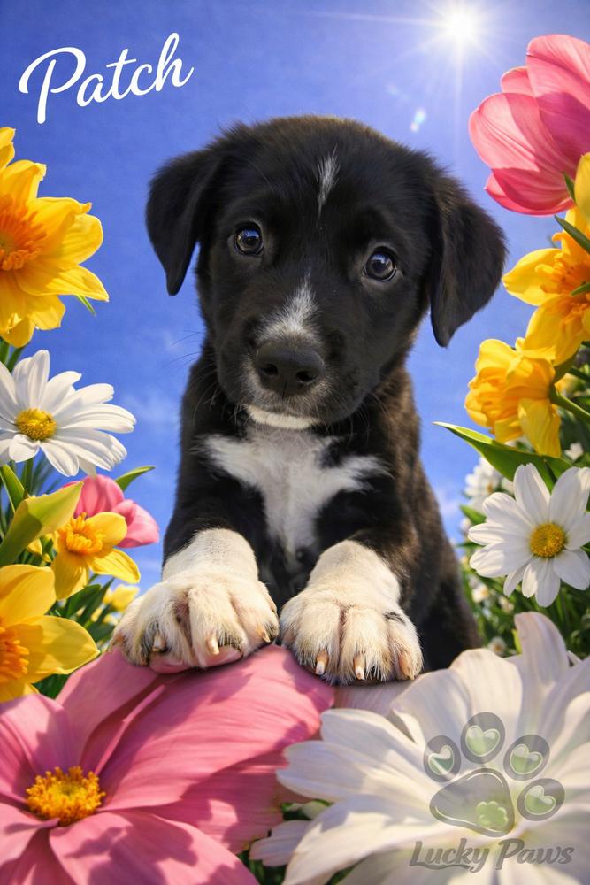 Enlarge Spring Litter:  Patch, a Adoptable mixed breed in Sumter, SC image 4/6