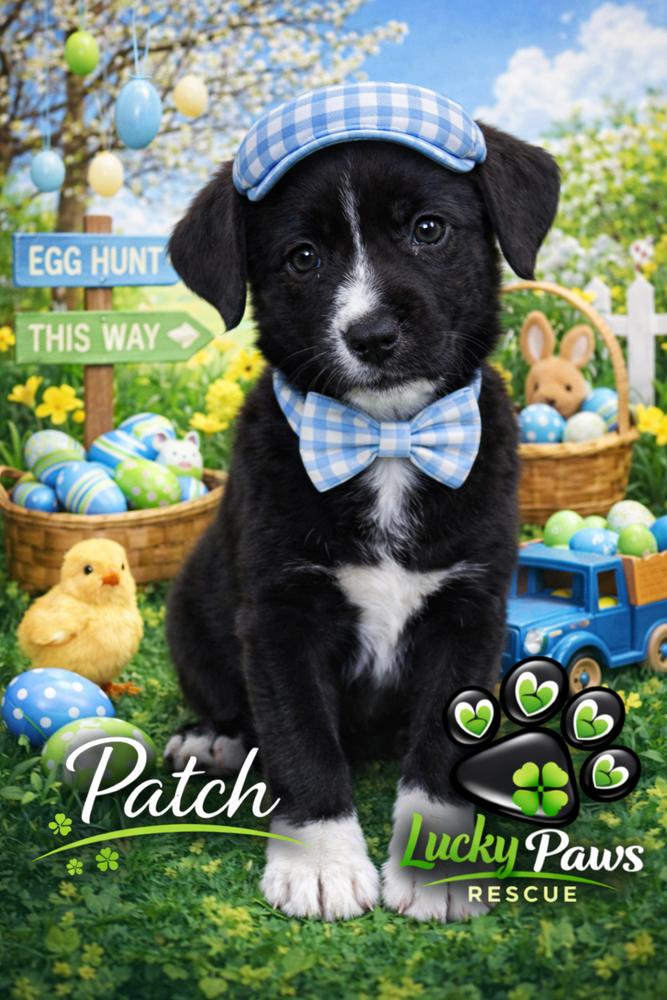 Enlarge Spring Litter:  Patch, a Adoptable mixed breed in Sumter, SC image 4/6