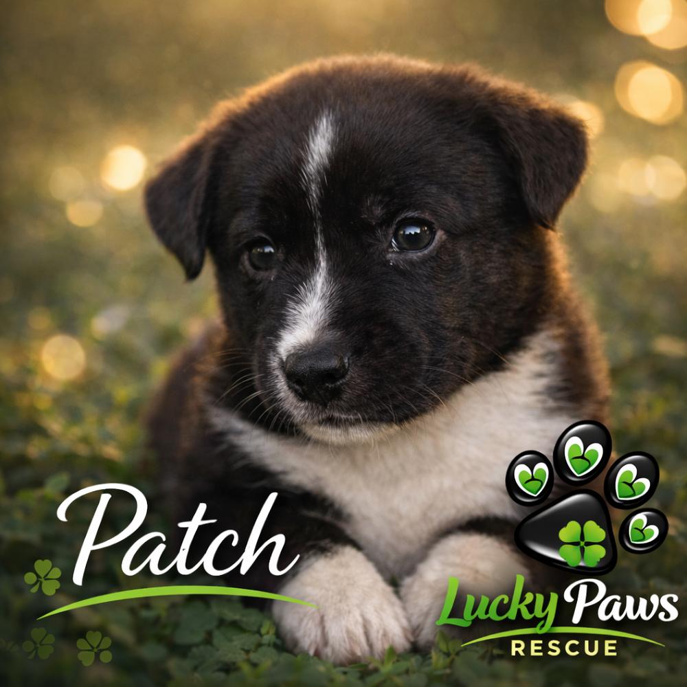 Enlarge Spring Litter:  Patch, a Adoptable mixed breed in Sumter, SC image 6/6