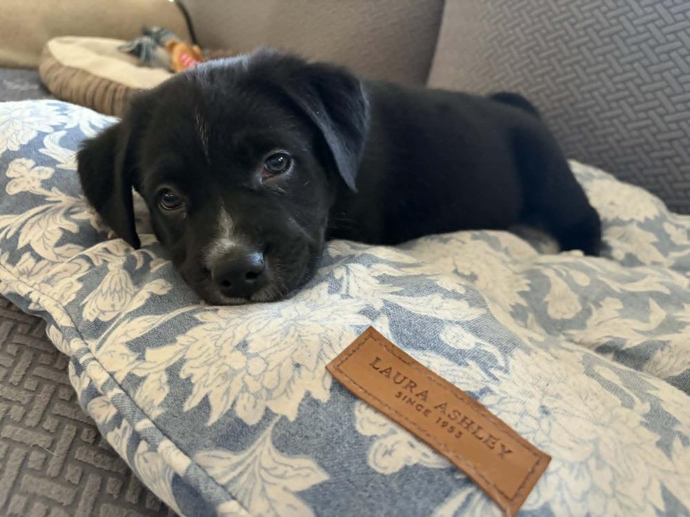 Enlarge Spring Litter:  Patch, a Adoptable mixed breed in Sumter, SC image 5/6