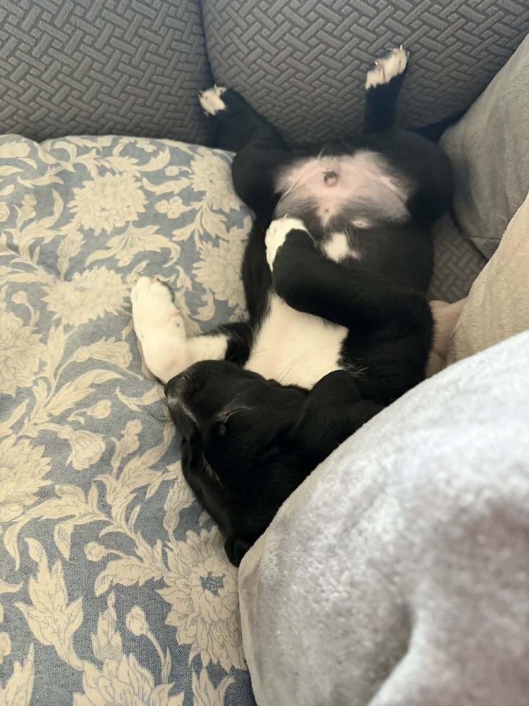 Enlarge Spring Litter:  Patch, a Adoptable mixed breed in Sumter, SC image 6/6