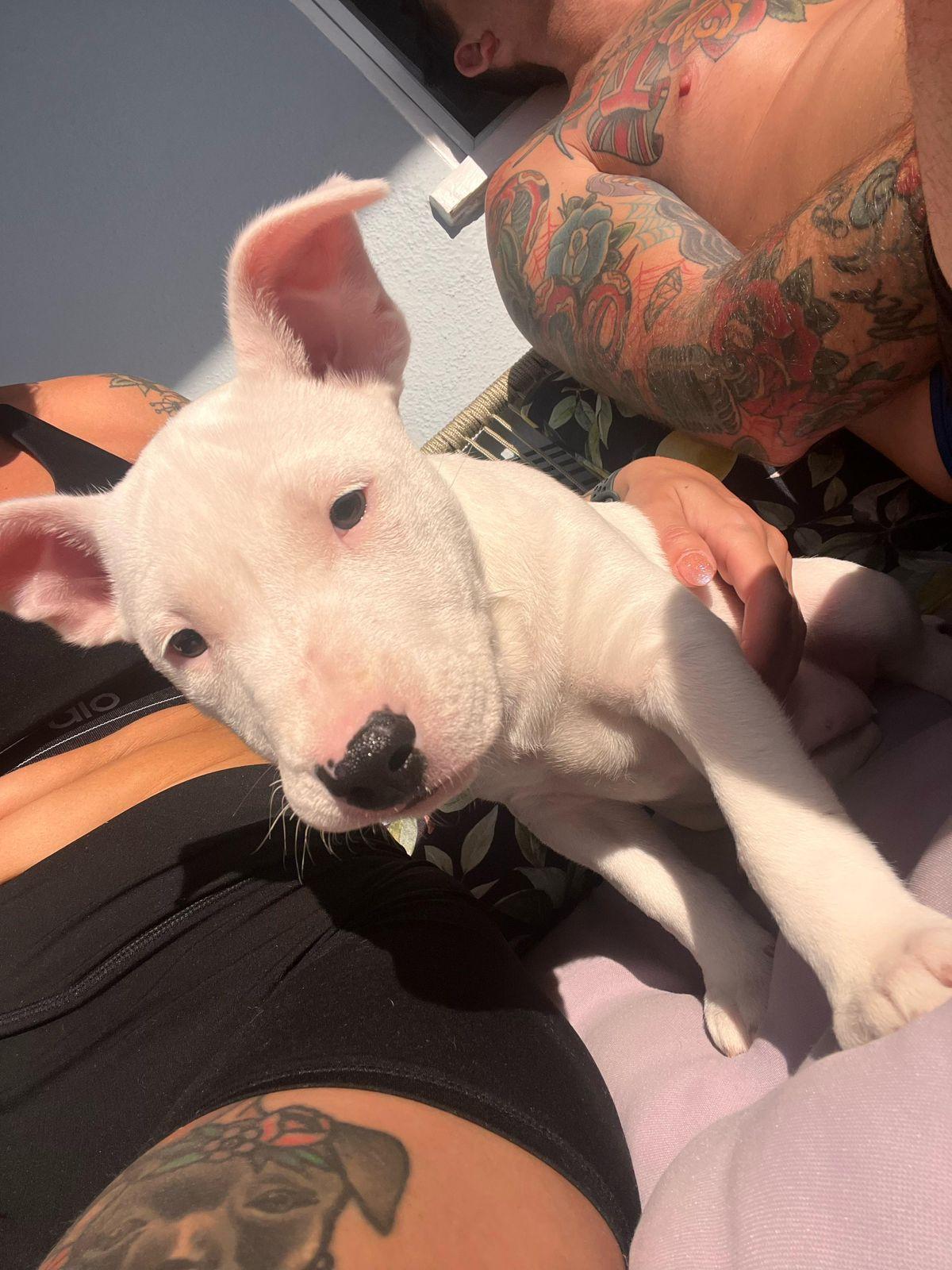 Enlarge Billie, a ADOPTABLE Bull Terrier in Los Angeles, CA image 5/6