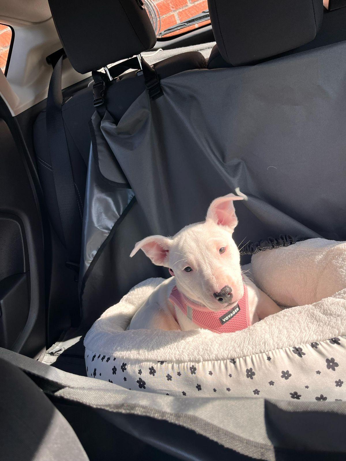 Enlarge Billie, a ADOPTABLE Bull Terrier in Los Angeles, CA image 2/6