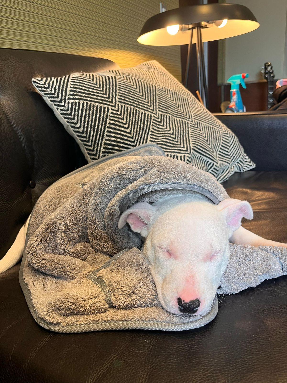 Enlarge Billie, a ADOPTABLE Bull Terrier in Los Angeles, CA image 4/6