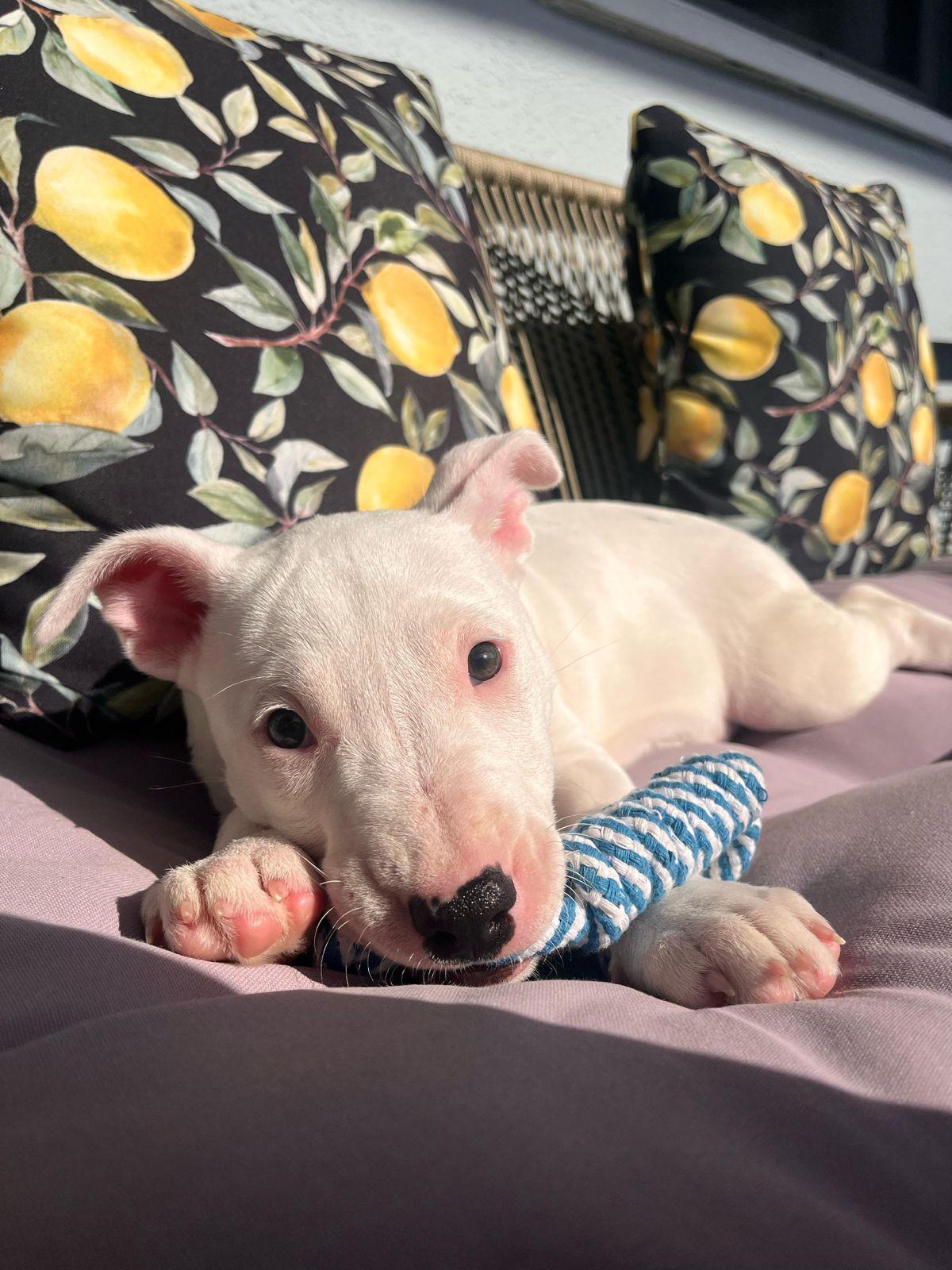 Billie, ADOPTABLE, Puppy Female Bull Terrier.