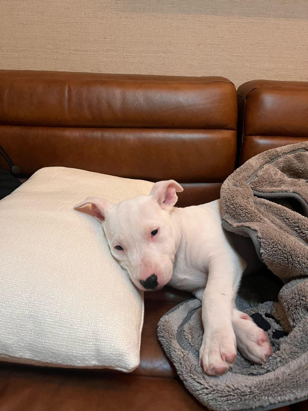 Enlarge Billie, a ADOPTABLE Bull Terrier in Los Angeles, CA image 6/6