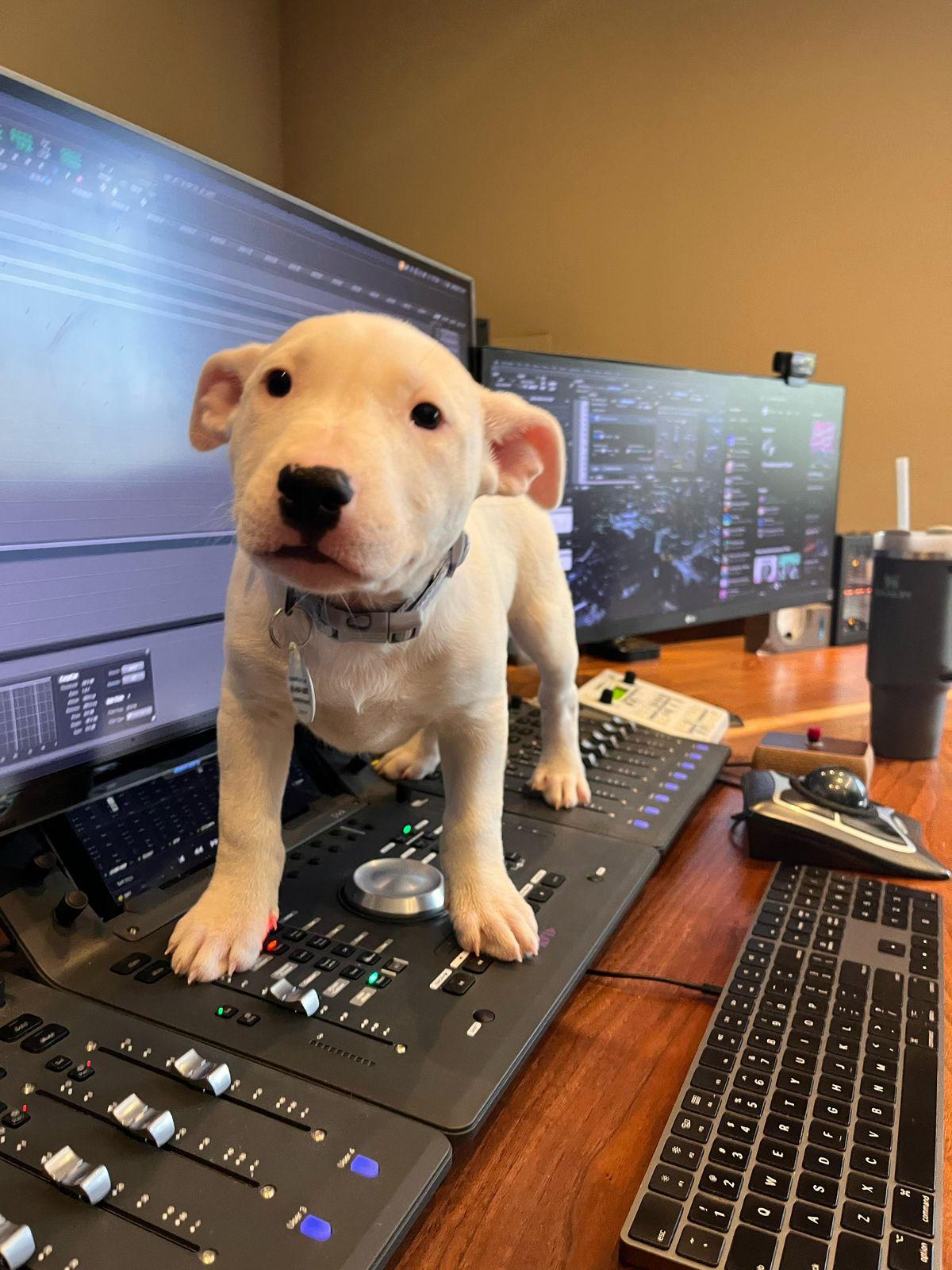 Enlarge Billie, a ADOPTABLE Bull Terrier in Los Angeles, CA image 3/6