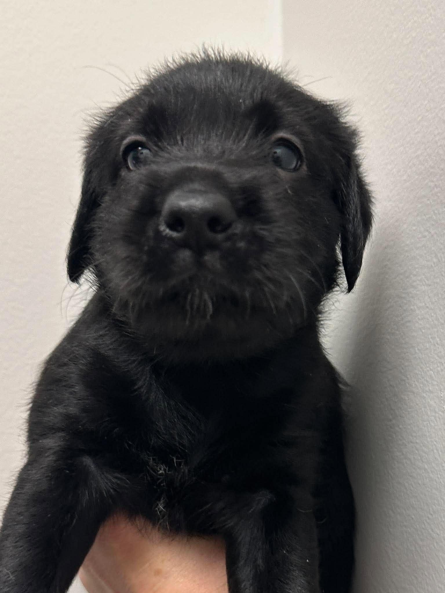 Enlarge Petunia, a Adoptable mixed breed in Mississauga, ON image 3/5