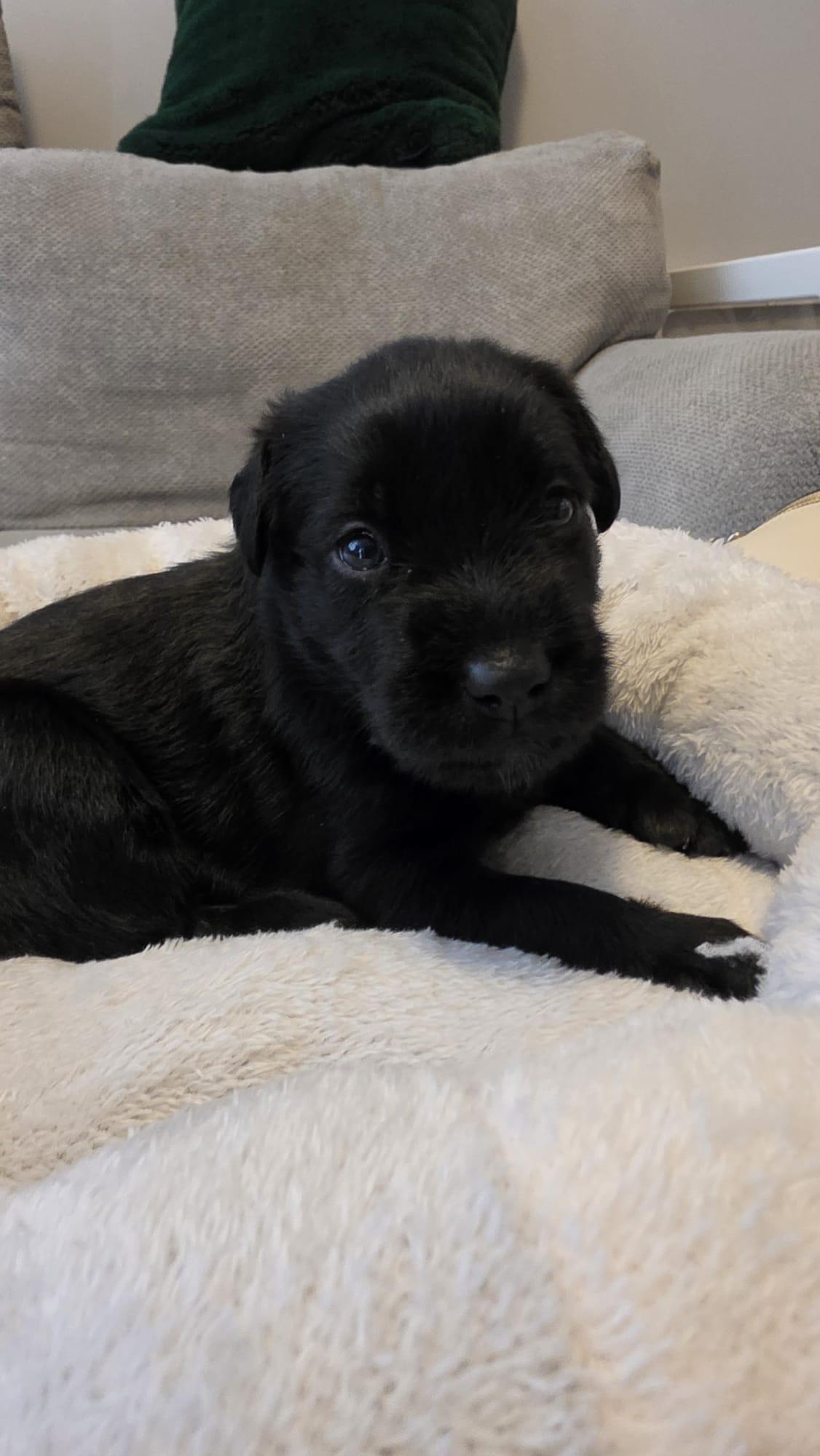 Enlarge Petunia, a Adoptable mixed breed in Mississauga, ON image 2/5