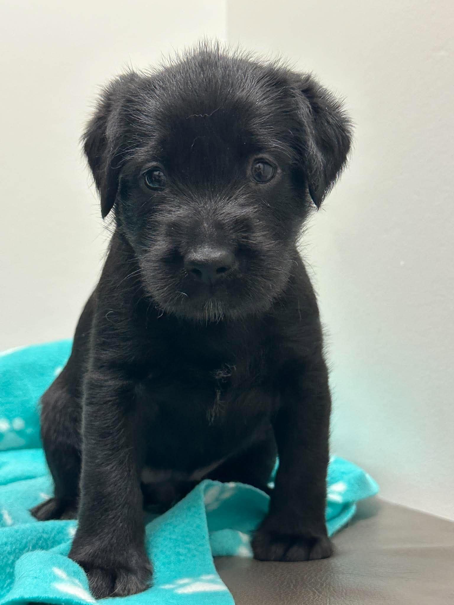 Enlarge Petunia, a Adoptable mixed breed in Mississauga, ON image 5/5
