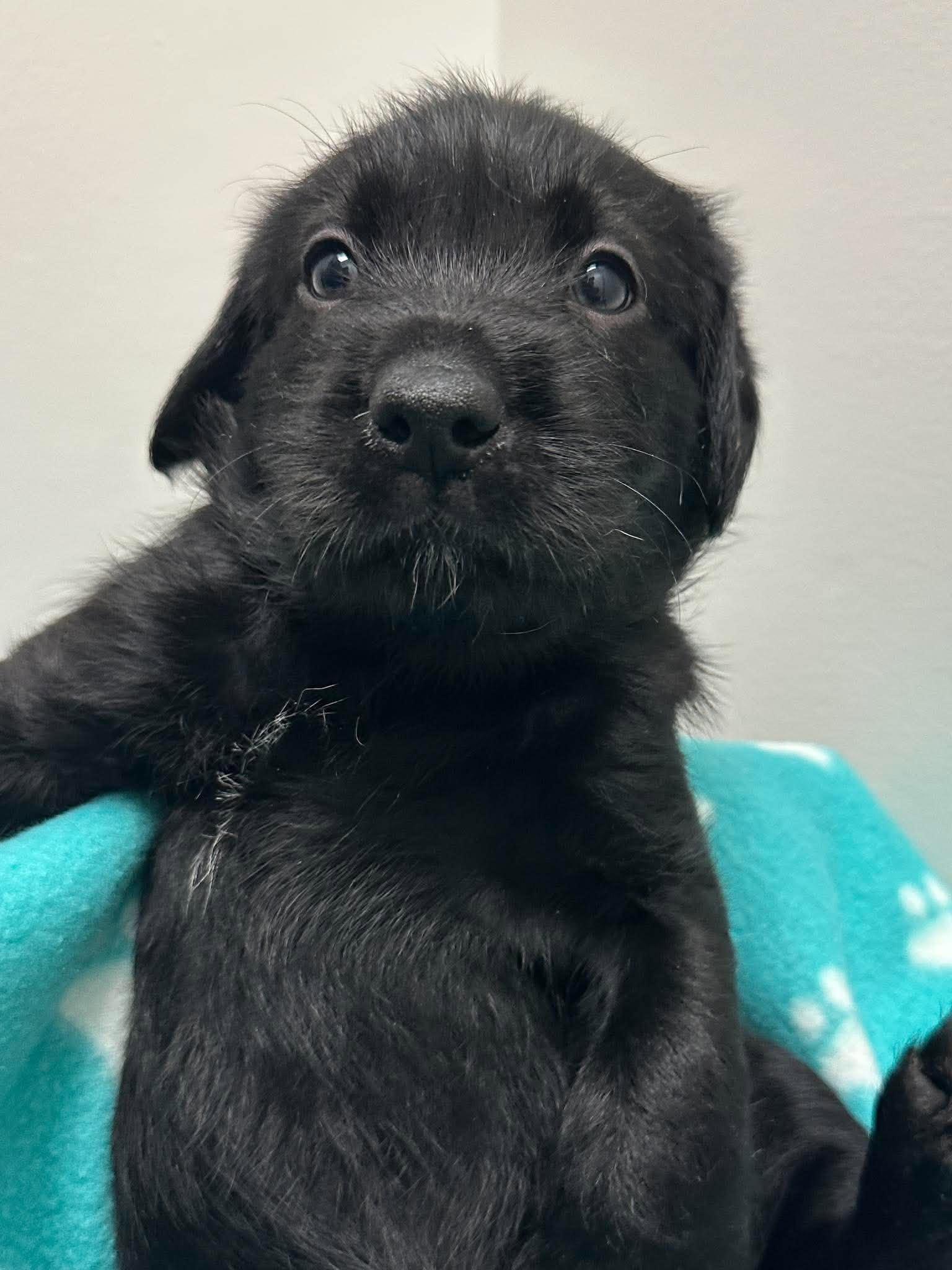 Enlarge Petunia, a Adoptable mixed breed in Mississauga, ON image 4/5