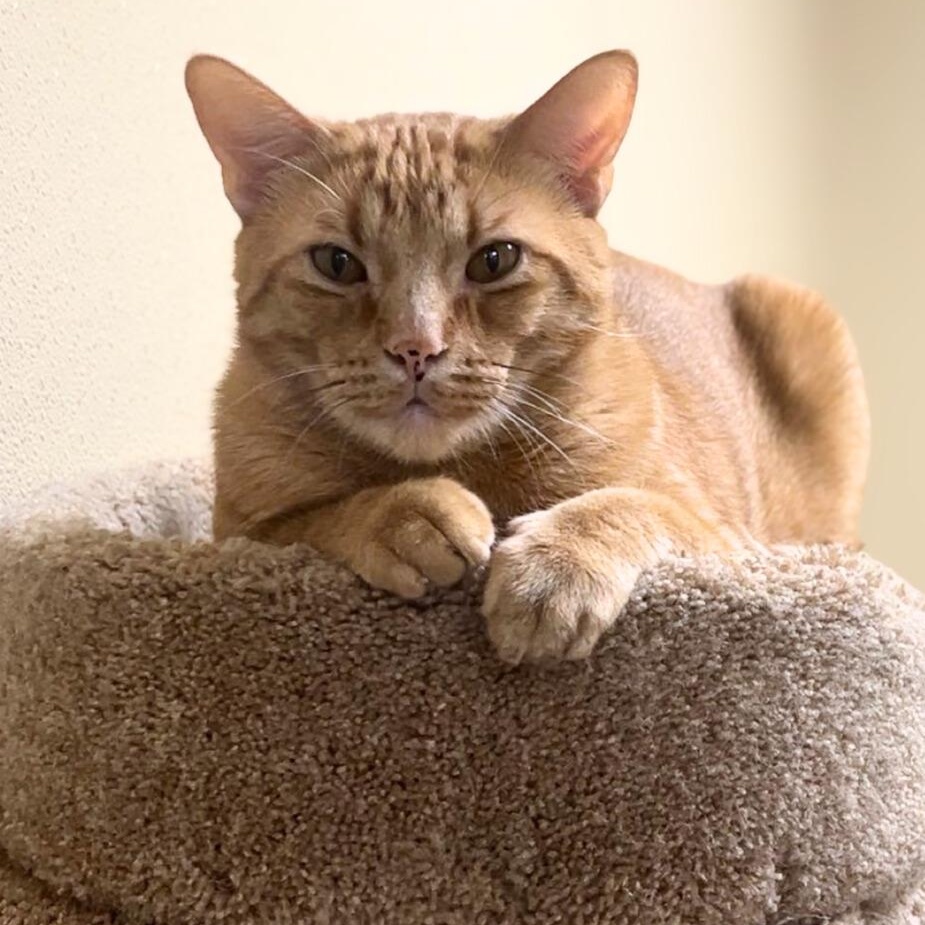 Enlarge Tsunami Sami, a ADOPTABLE mixed breed in Quincy, IL image 1/1