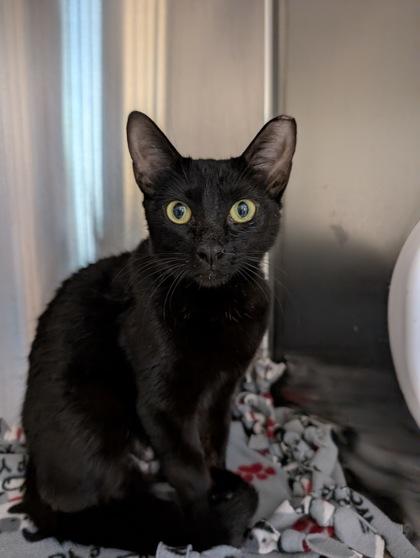 Fish Queen, a Adoptable mixed breed in Pleasanton, CA image 2/3