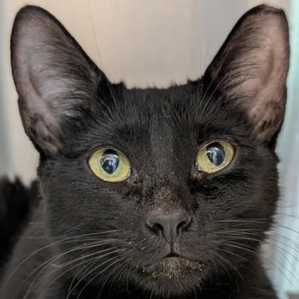 Fish Queen, Adoptable, Kitten Female Domestic Short Hair & Domestic Short Hair.