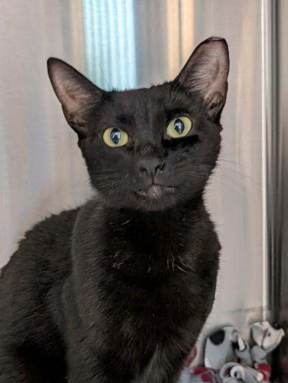 Fish Queen, a Adoptable mixed breed in Pleasanton, CA image 3/3