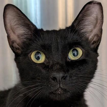 Enlarge Fish Queen, a Adoptable mixed breed in Pleasanton, CA image 1/3