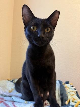 Enlarge Fish Queen, a Adoptable mixed breed in Pleasanton, CA image 2/3