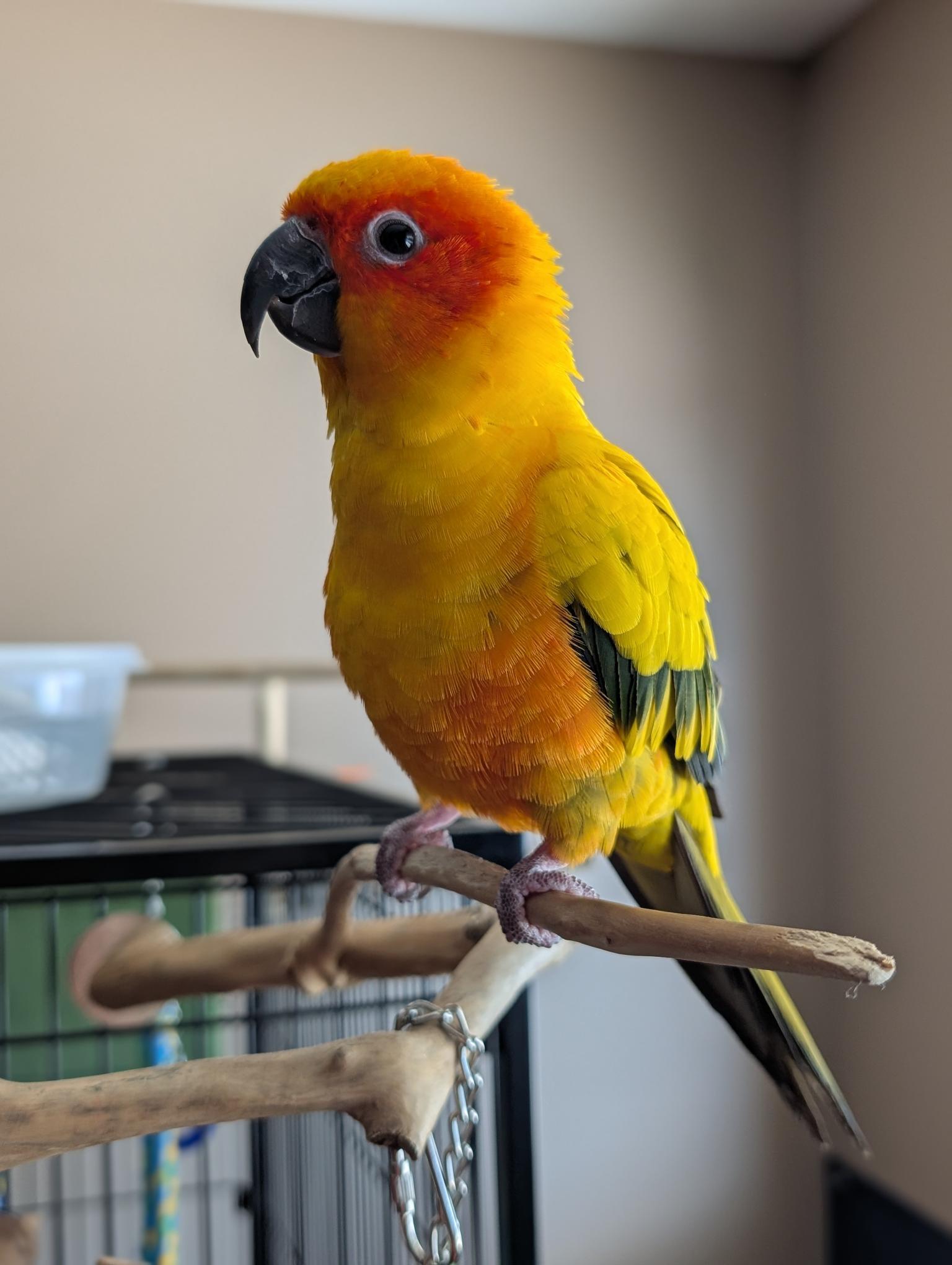 Rodan, Adopted, Young Female Conure.