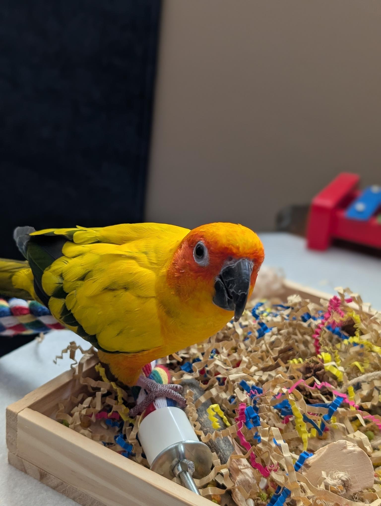 Enlarge Rodan, a Adopted Conure in Salt Lake City, UT image 2/3