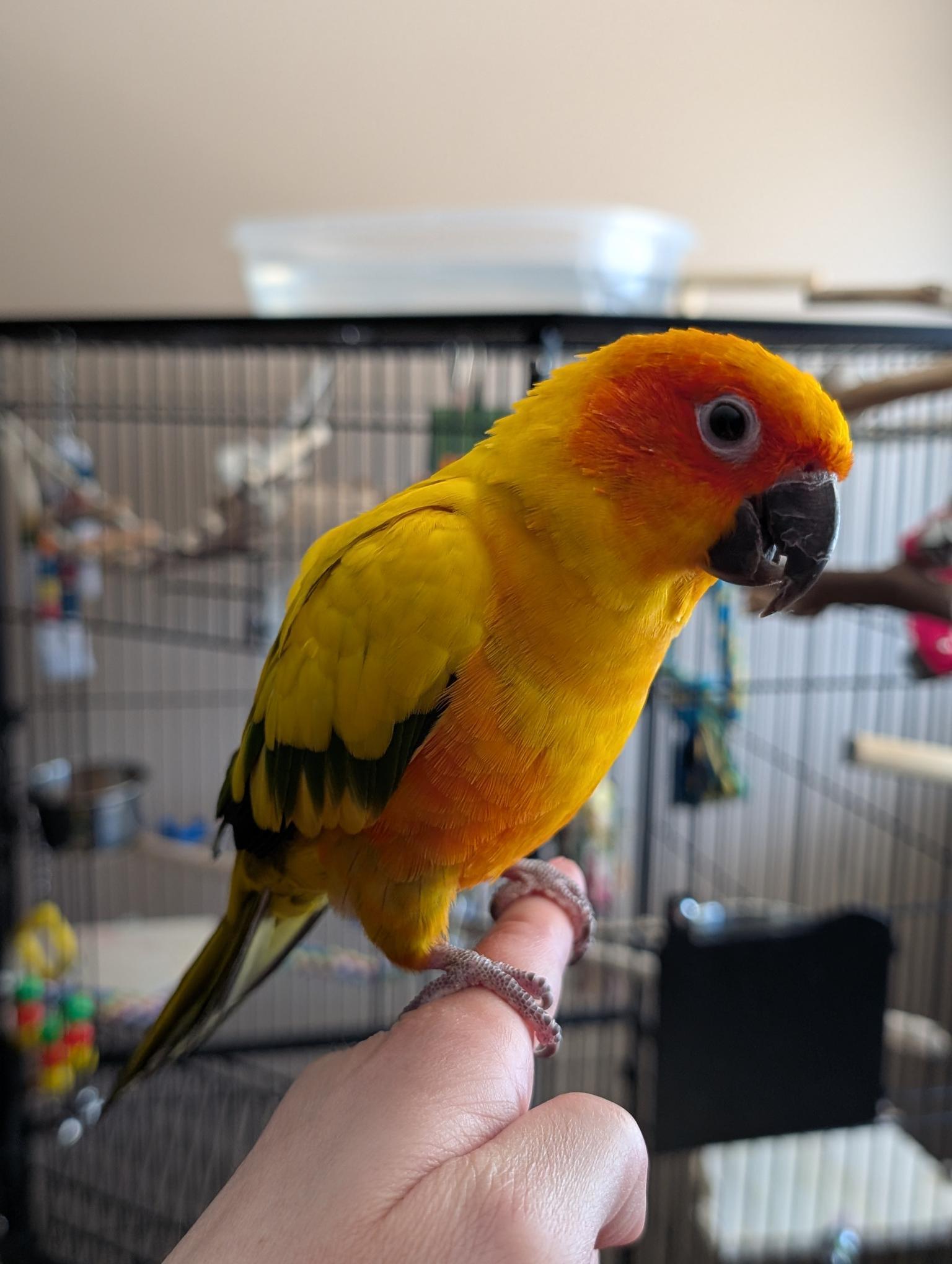 Enlarge Rodan, a Adopted Conure in Salt Lake City, UT image 3/3