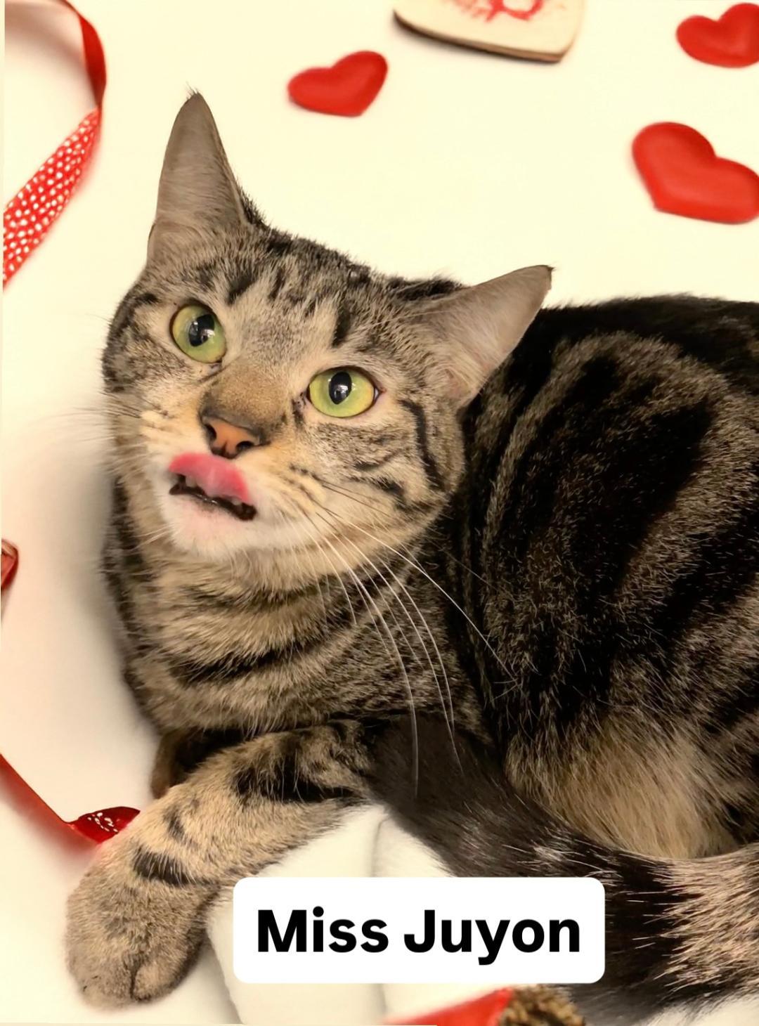 Miss Juyon at Martinez Pet Food Express  Jan 10th, Adoptable, Adult Female Tabby.