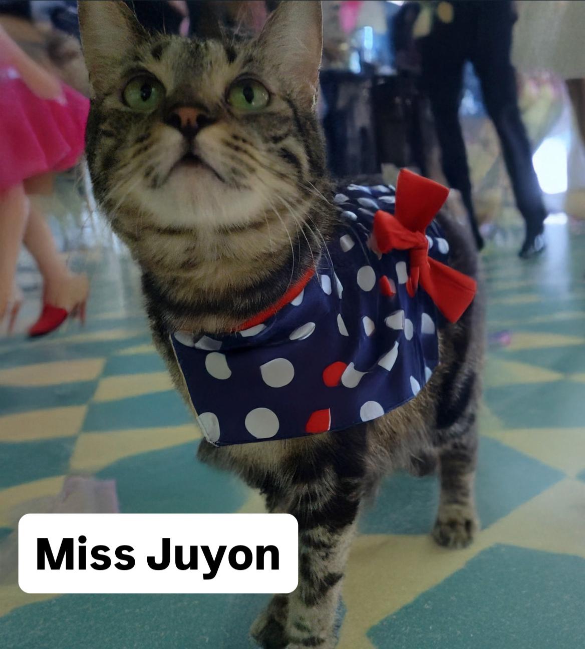 Miss Juyon at Martinez Pet Food Express  Dec 27th, Adoptable, Adult Female Tabby.