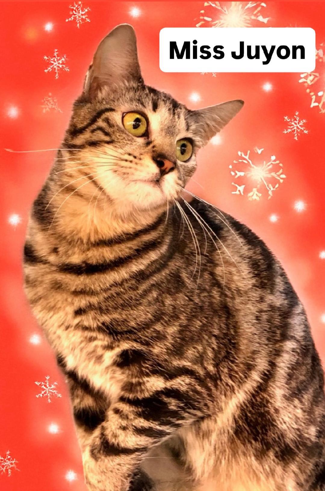 Enlarge Miss Juyon at Martinez Pet Food Express  Dec 27th, a Adoptable Tabby in Walnut Creek, CA image 2/3