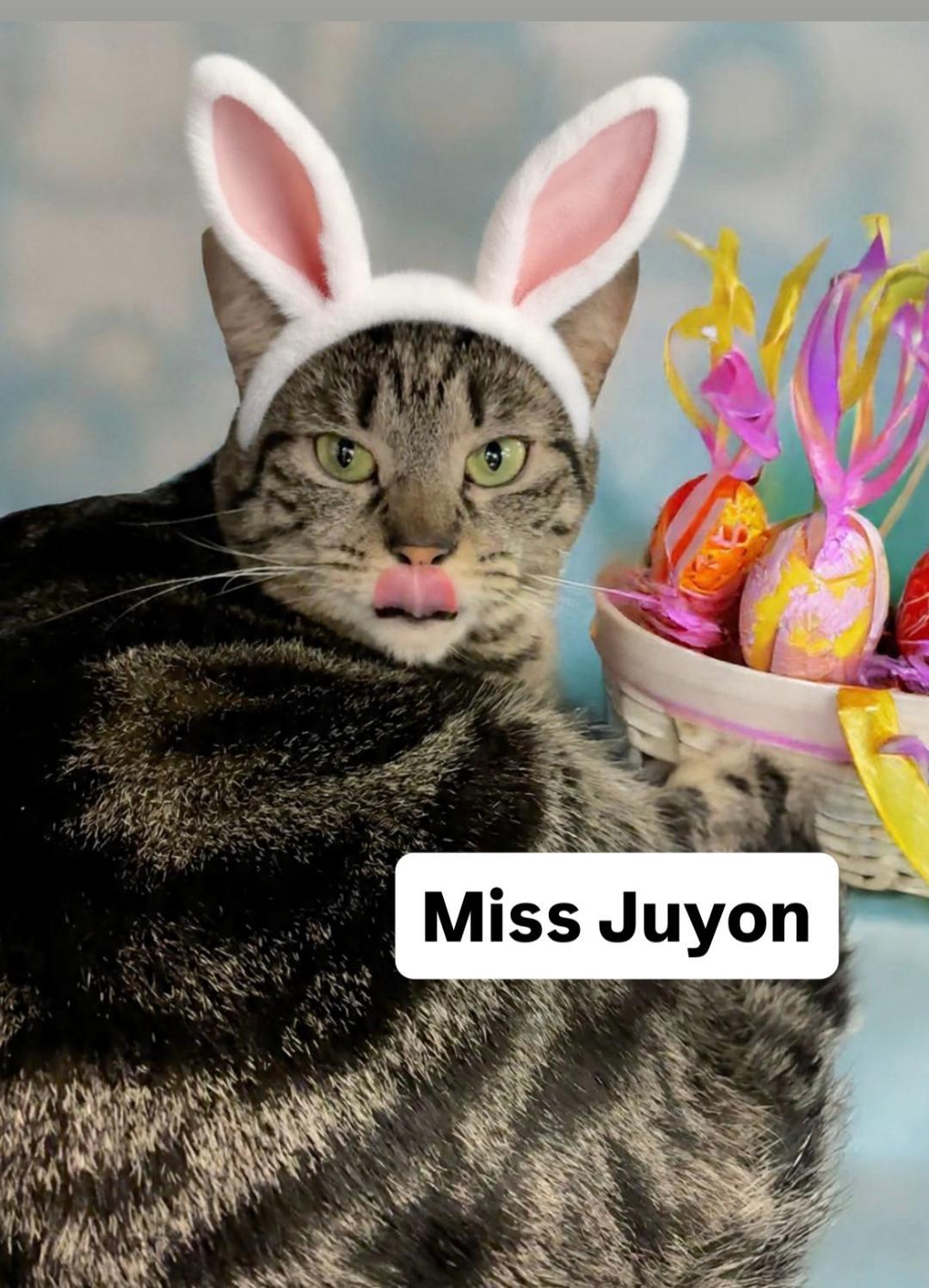Enlarge Miss Juyon at Martinez Pet Food Express  April 4th, a Adoptable Tabby in Walnut Creek, CA image 2/3