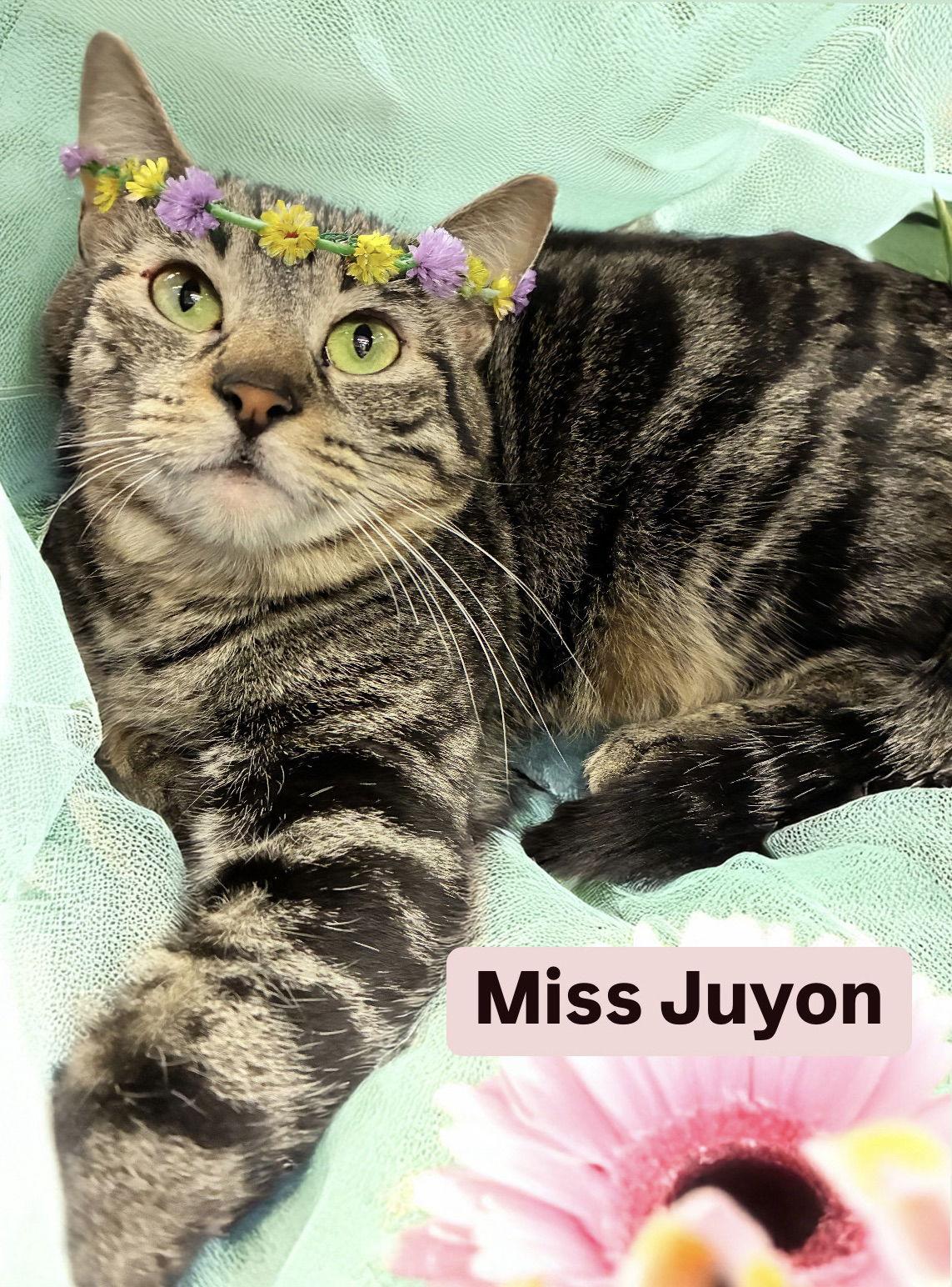 Enlarge Miss Juyon at Martinez Pet Food Express  Dec 27th, a Adoptable Tabby in Walnut Creek, CA image 3/3