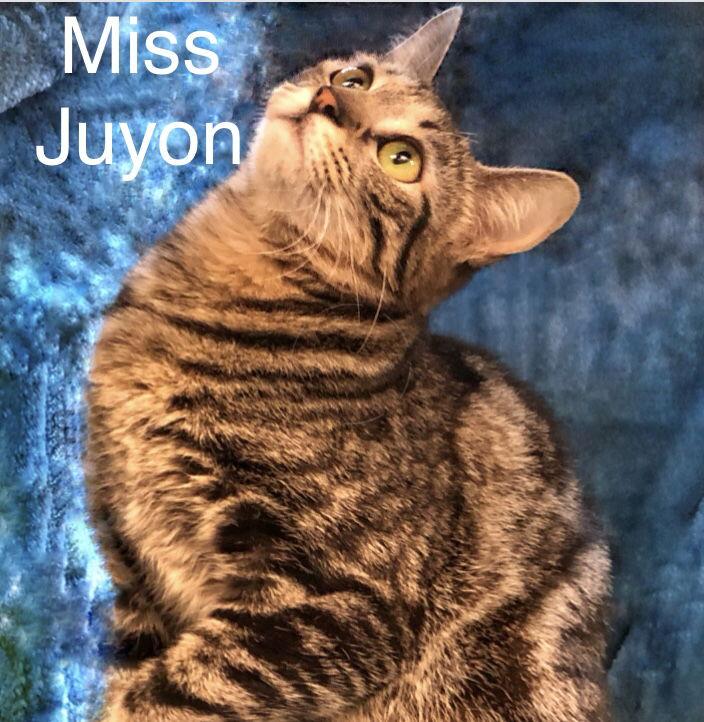 Enlarge Miss Juyon at Martinez Pet Food Express  Jan 10th, a Adoptable Tabby in Walnut Creek, CA image 3/3