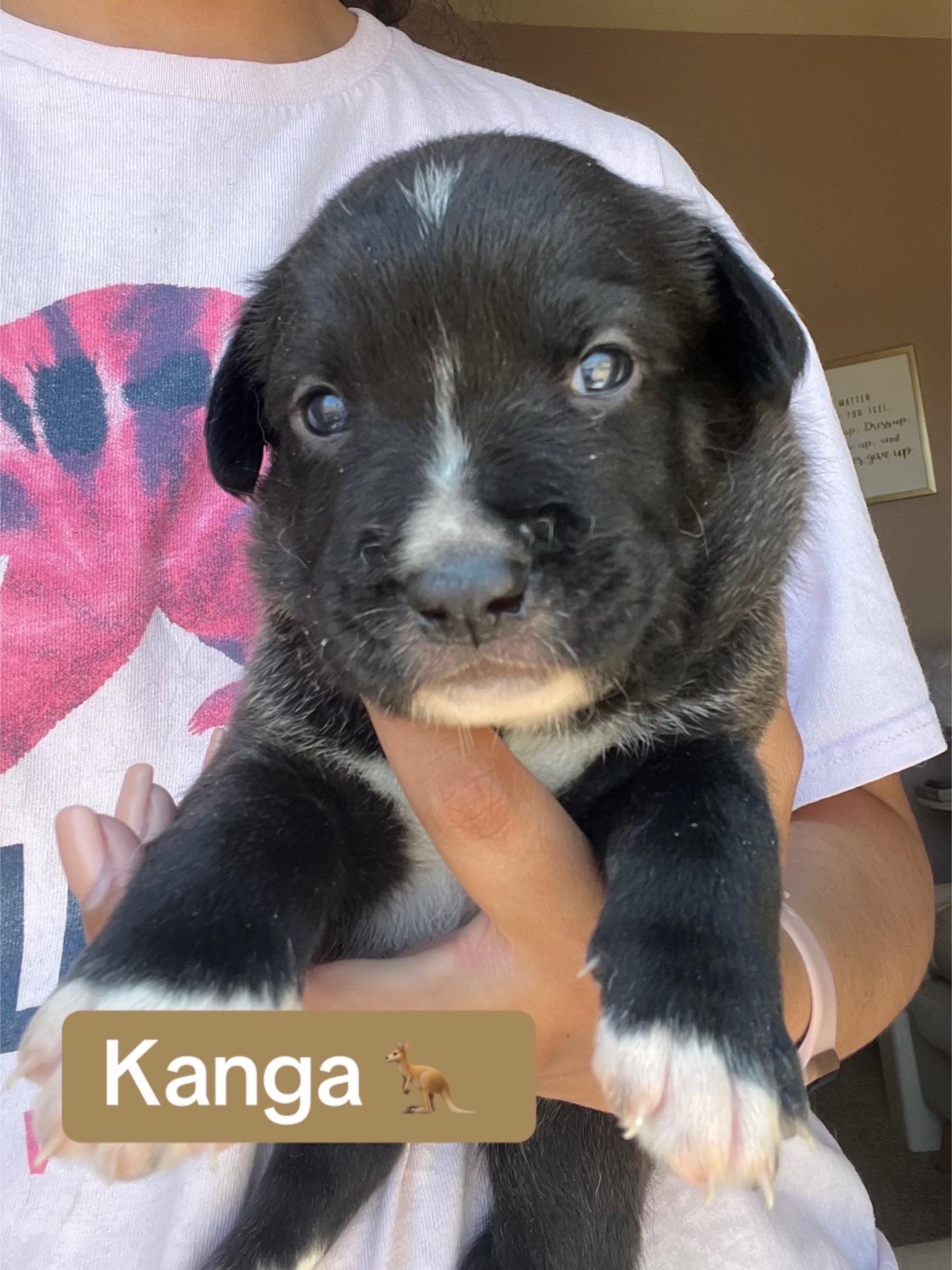 Kanga, a Adoptable mixed breed in El Paso, TX image 3/5