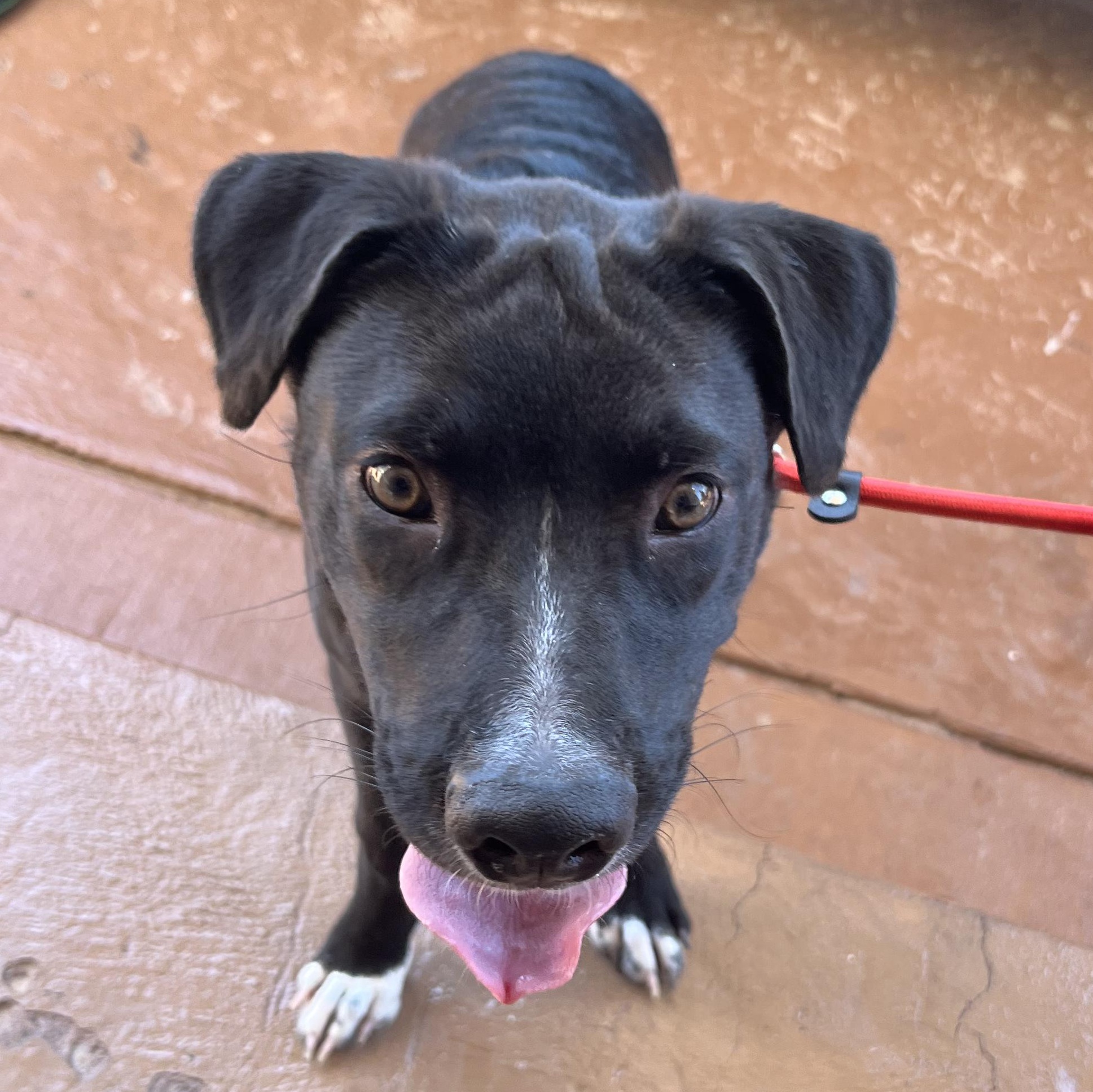 Kanga, an adoptable Labradoodle in El Paso, TX, 79912 | Photo Image 1